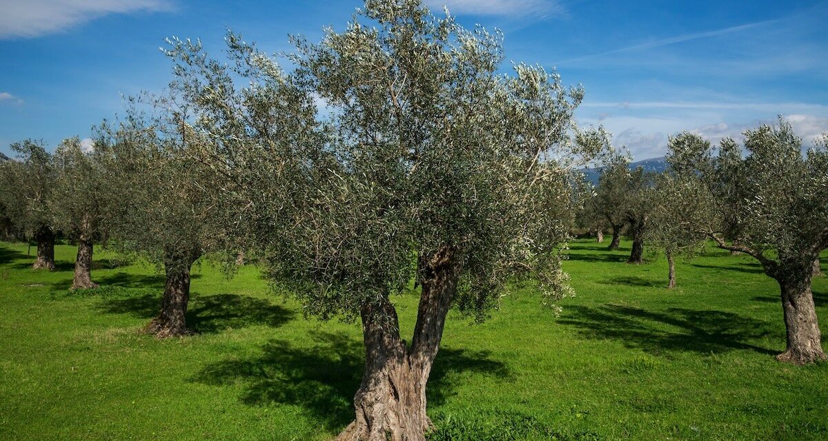 Sostenibilè e OlivaMi: un impegno che continua a mettere radici